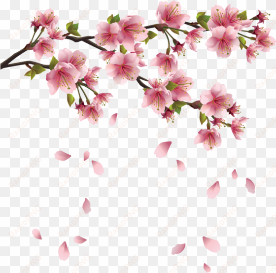 spring free png image - transparent background cherry blossoms png