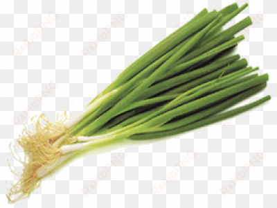 spring onion daun bawang - spring onions clipart png