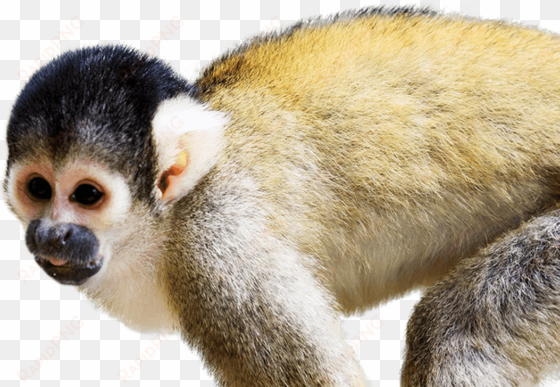 squirrel monkey - national zoo & aquarium