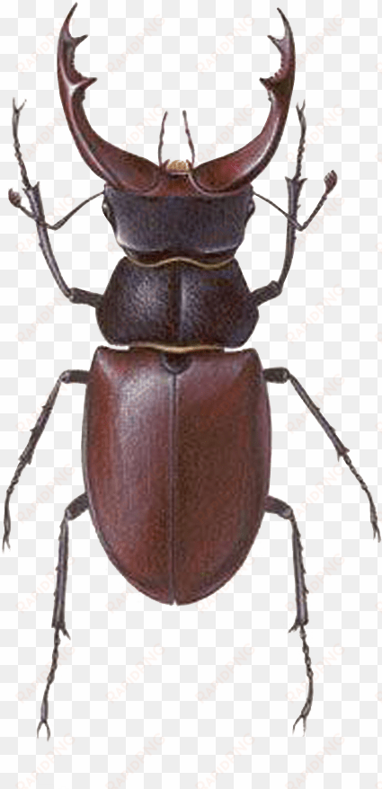 stag beetle transparent png image bug image transparent - stag beetle male female