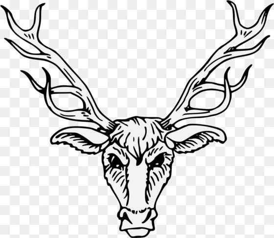 Stag Head Drawing At Getdrawings - Drawing transparent png image