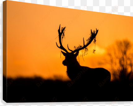 stag silhouette png download - trademark art 'red deer stag silhouette' photographic