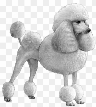 standard poodle - b&w - standard poodle