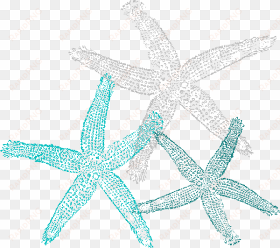 starfish clipart teal