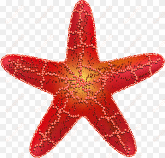 starfish png