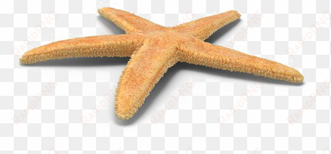 starfish png free download - art