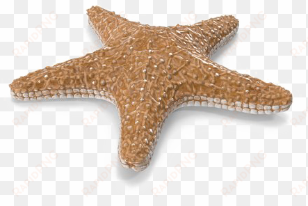 starfish png image with transparent background - starfish png