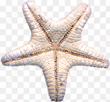 starfish png - photo - starfish
