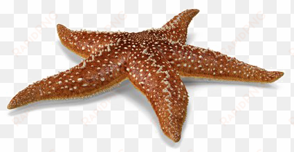 starfish png picture - starfish