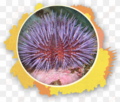 State Stencil Sea Urchin The Snorkel Store Maui Hi - The Snorkel Store transparent png image