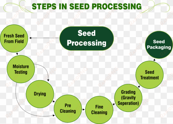 steps in seed processing png - seed