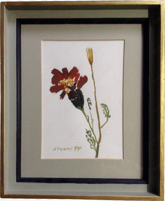 sterns, watercolor painting blooming flower works on - canna lily