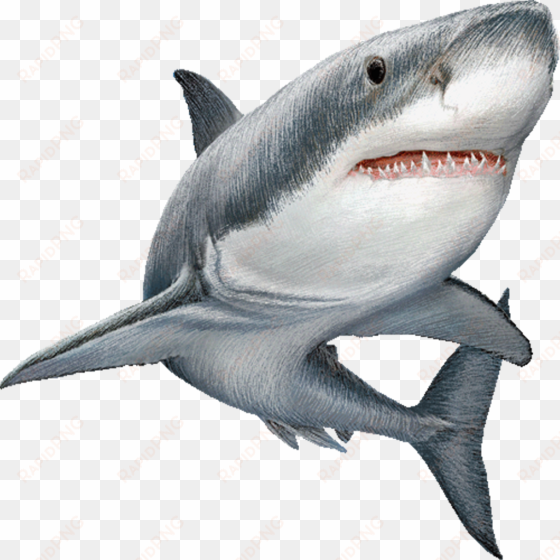 sticker by lucius clip art royalty free - shark png