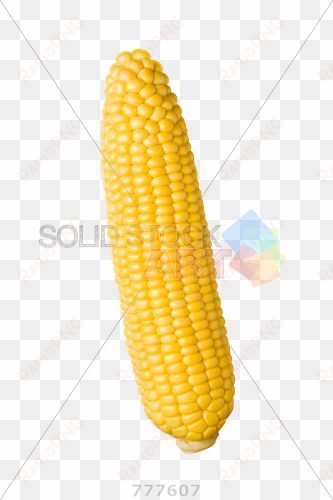 stock photo of peeled yellow corn cob isolated on transparent - corn on the cob vertical