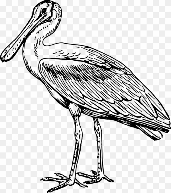 stork line art drawing pelecaniformes spoonbills - spoonbill clipart