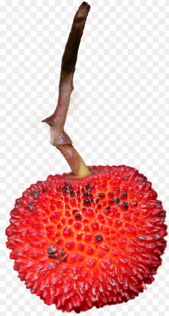 strawberry isolated fruit - fruit