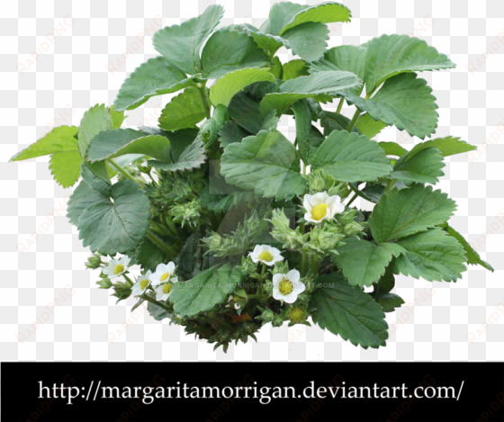 strawberry plant png - strawberry bush transparent