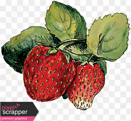 strawberry sketch 2 strawberry png, strawberry fields, - strawberry drawing