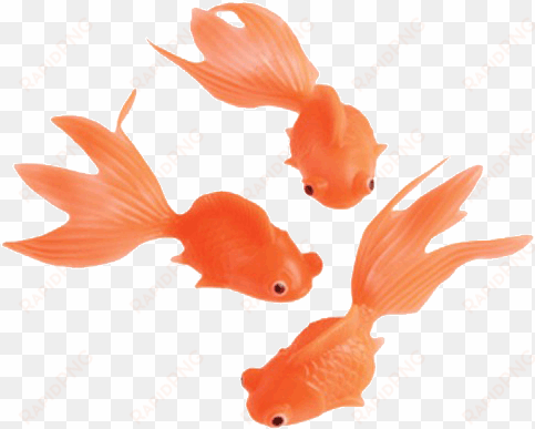 stretchy goldfish - goldfish