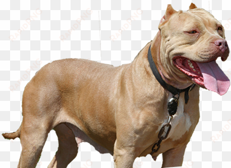 striving to become the foremost american pit bull terrier - bitch pitbull