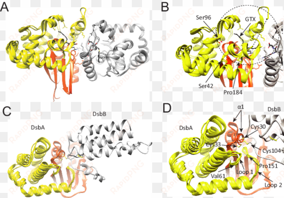structural location of the -helical subdomain in gst - glutathione s-transferase