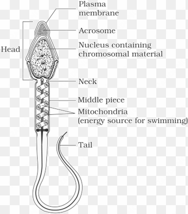 structure of a mammalian sperm - well labeled diagram of human sperm