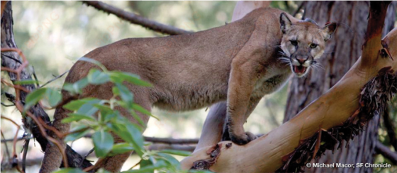 study of mountain lion energetics shows the power of - mountain lion on tree