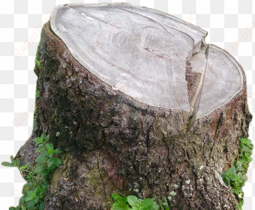 stump removal & disposal services in dallas fort worth - .net