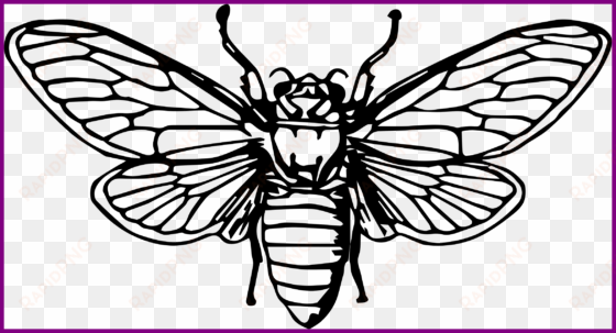 stunning cicada by johnny automatic bug insect animal - cicada png art