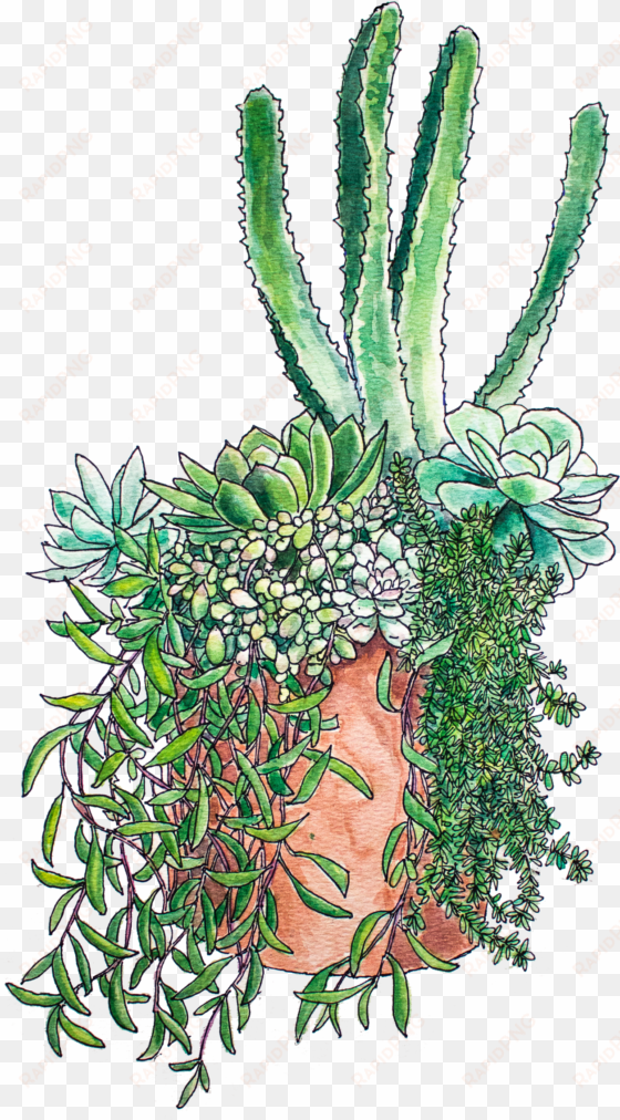 succulent arrangement print - art