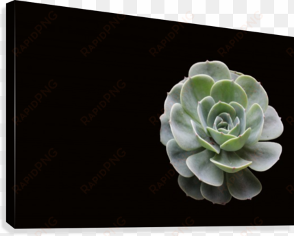 succulent art - white mexican rose