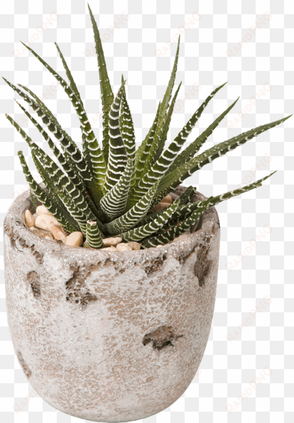 succulent pot • $14 - succulent png