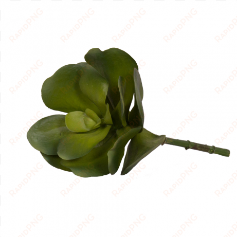 succulent stem large - garden roses