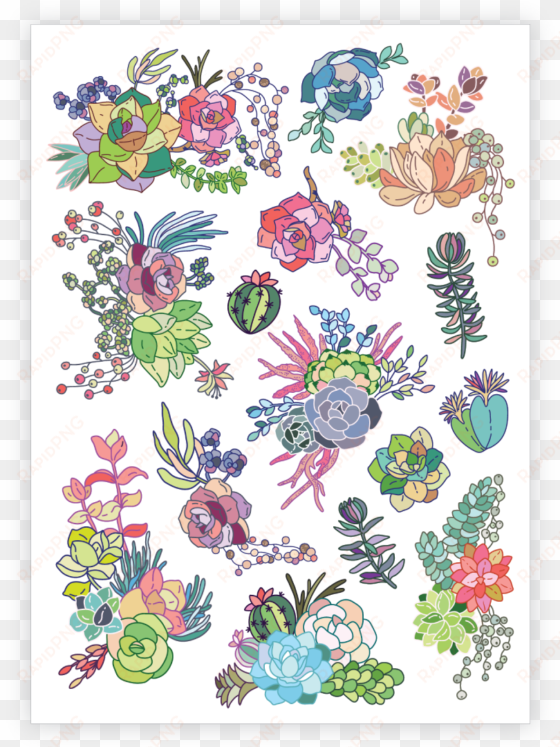 succulents - succulent plant