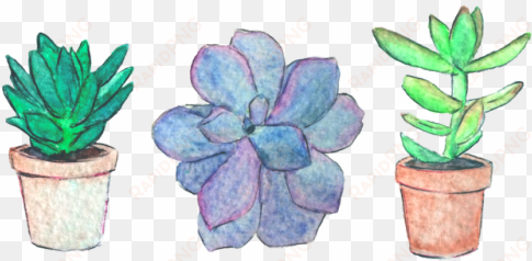 succulents transparent tumblr plant - stickers plants