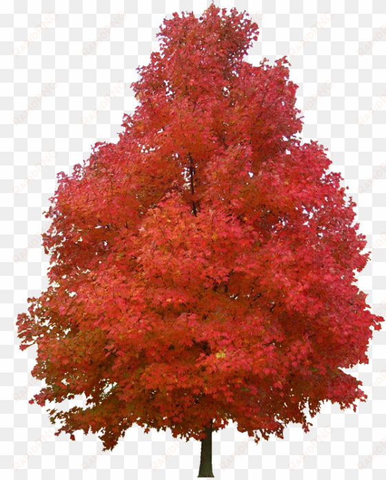 sugar maple red maple tree paper plant - sugar maple tree png