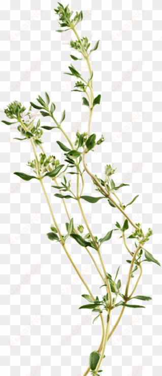 summer savory