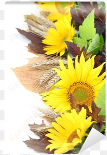sunflower border with barley and colorful leaves wall - stock photography