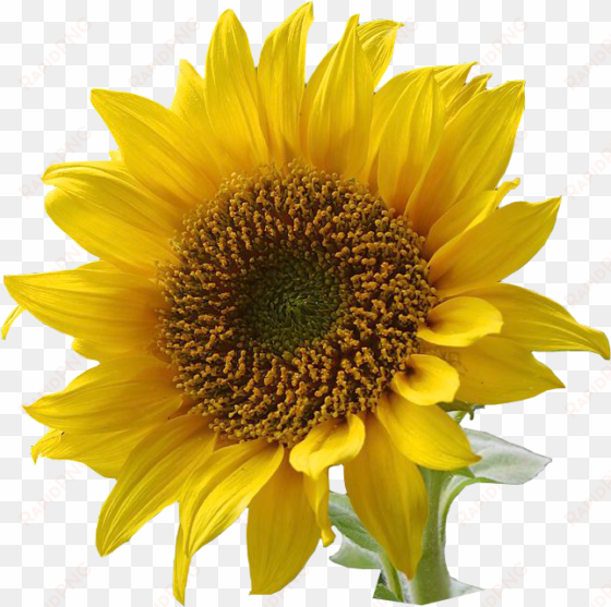 sunflower clip art clipart free clipart microsoft clipart - yellow flower with no background