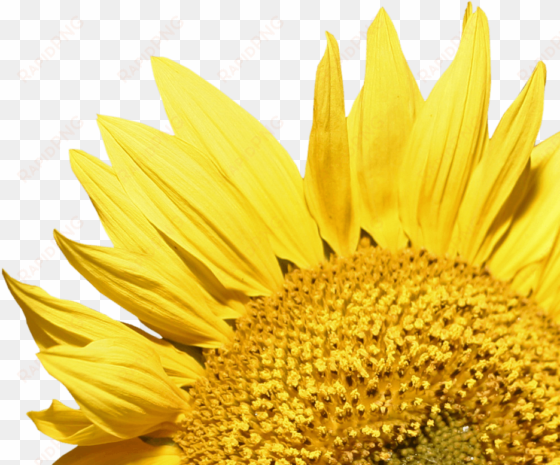 sunflower corner - sunflower png transparent background
