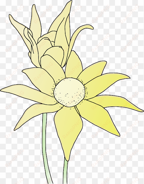 sunflower, flower, garden, plant, yellow - clip art