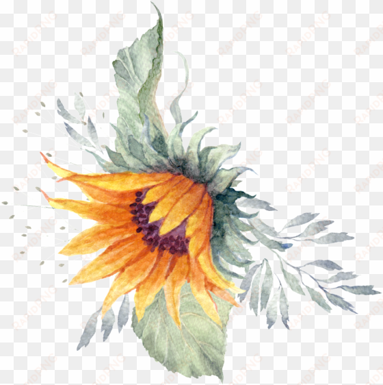 sunflower plant watercolor hand painted transparent - weisse kürbis grün-babyparty laden ein karte