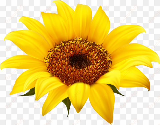 sunflower png clipart - transparent background sunflower png