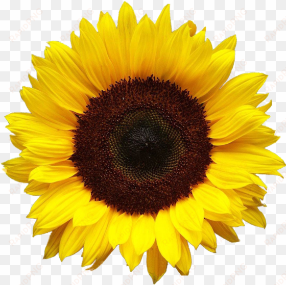 sunflower png - sunflower transparent