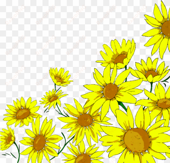 sunflower watercolor png banner black and white - vector graphics