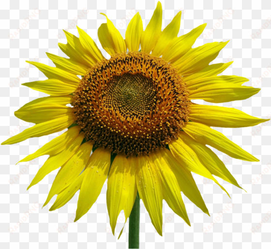 Sunflower Watercolor Png Jpg - Common Sunflower transparent png image