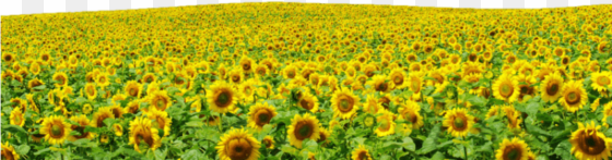 sunflowers png file - hình cánh Đồng hoa