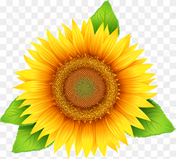 Sunflowers Png Leave - Sun Flower Vector Png transparent png image
