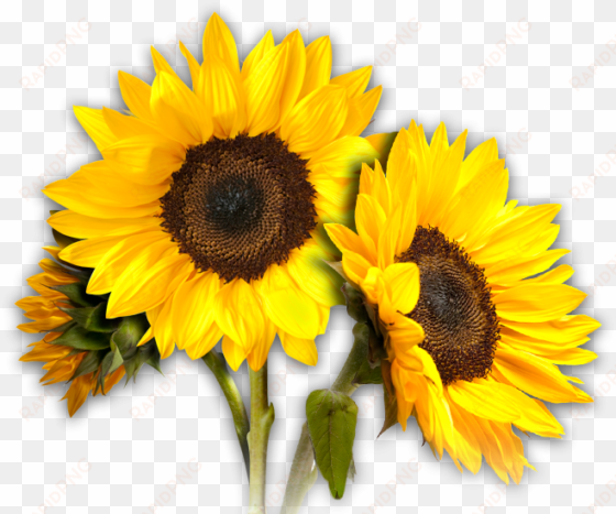 sunflowers png - transparent background sun flower png