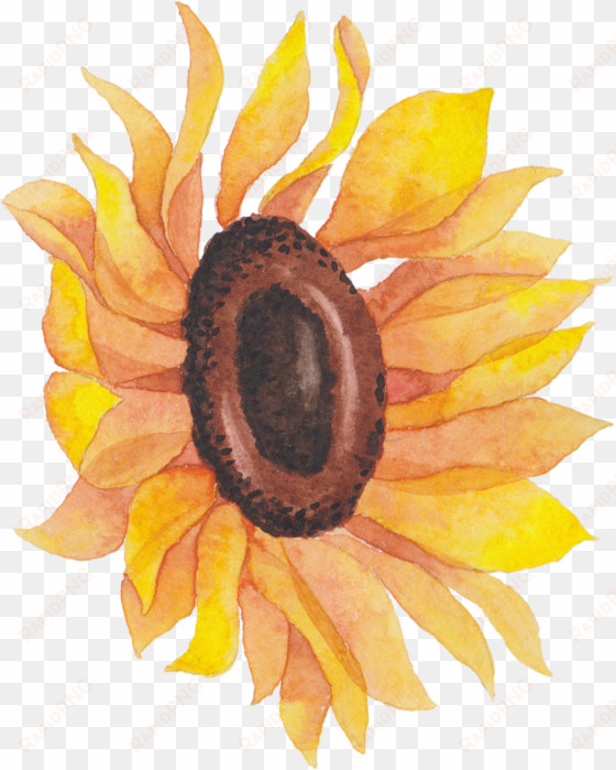 Sunflowers Png Watercolor Picture Transparent Stock - Sunflower Png transparent png image